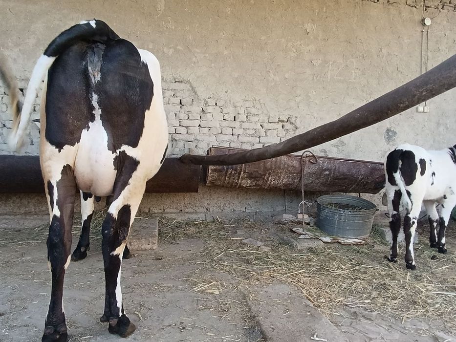 Rassiyski zotli sigir sotiladi narxi 37mln yana krelishamiz