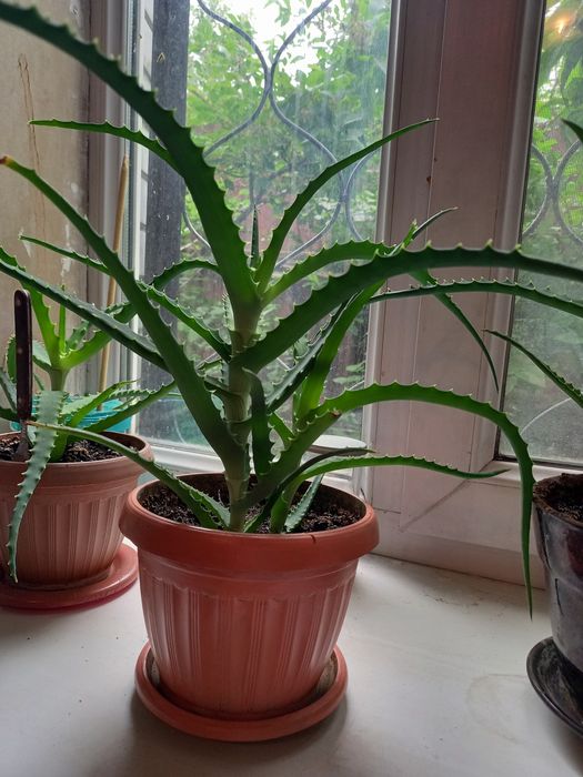 Алоэ лекарственный