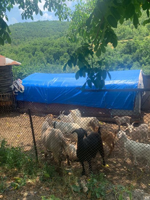 Продавам млечни кози с ярета, с. Ночево (общ. Черноочене)