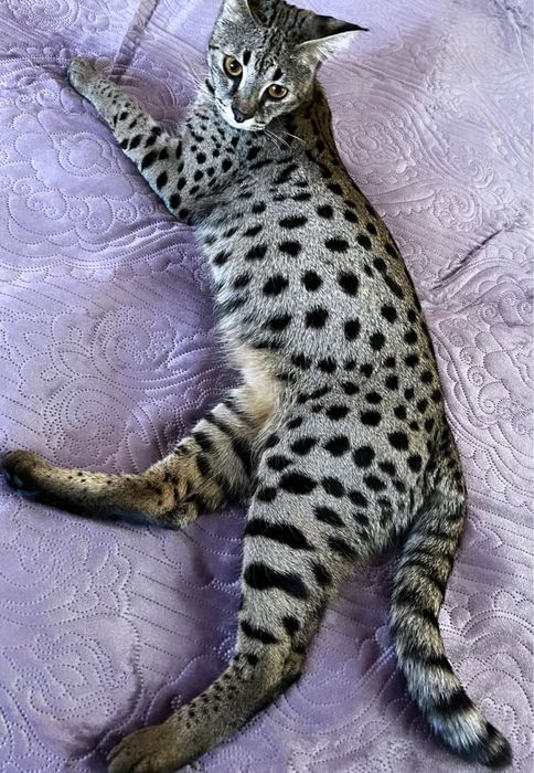 Котята породы Саванна