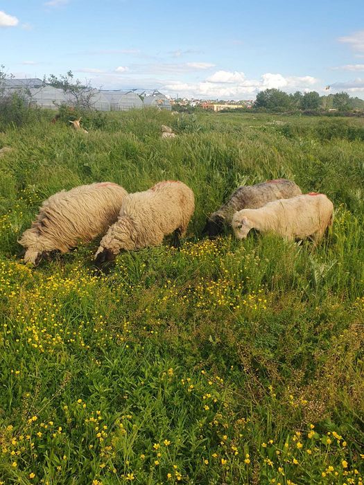 Vand oi tinere bune de tinut