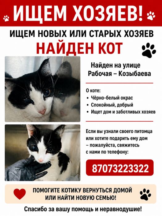 Котик ищет хозяев