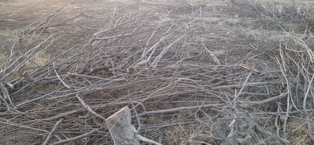 Daraxt o‘tin sotiladi,  kovlangan, kesilgan