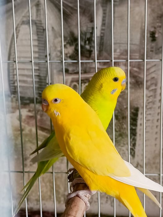 Волнистые попугаи .