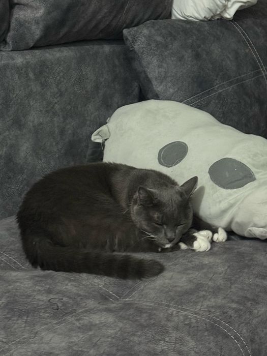 Отдам кота ласковый