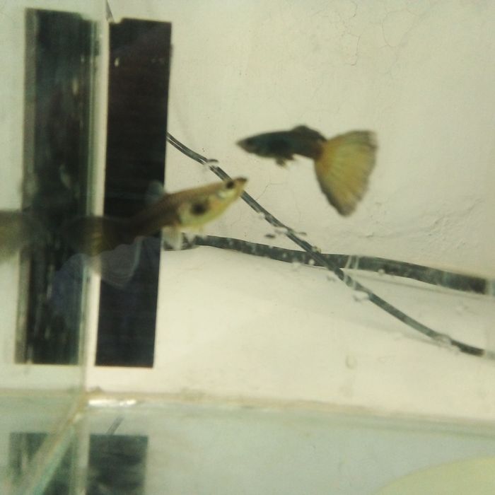 Декоративни рибки