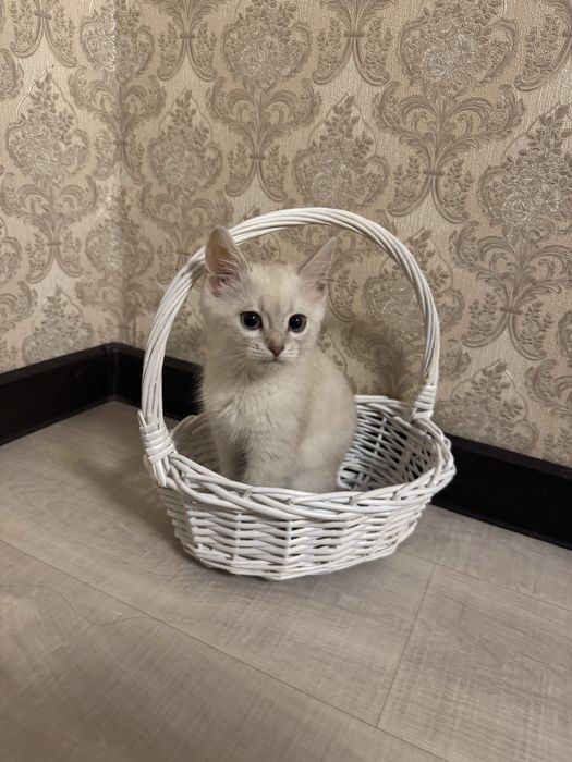 Бала мысык девочка