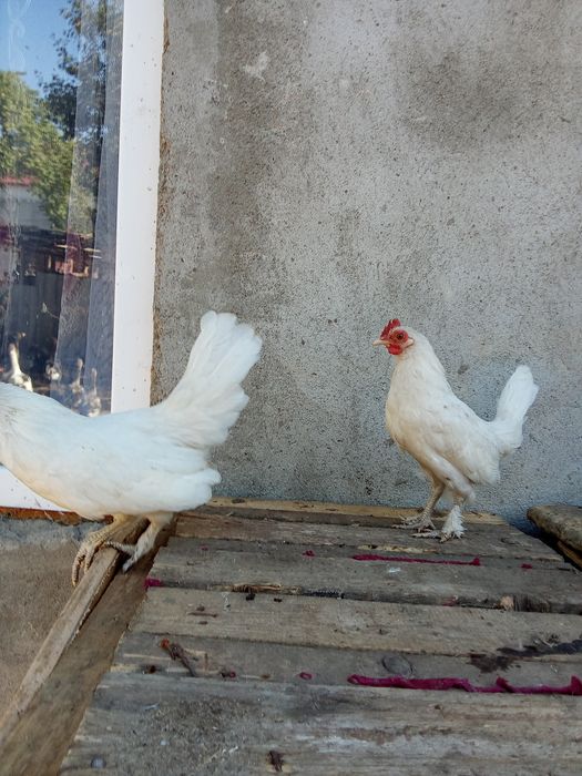 Cocosi pitici Încălțați