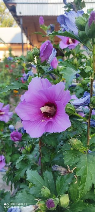 Гибискус сириская роза