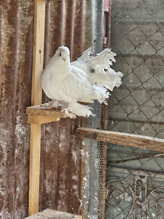 Vand porumbei mix cu siberieni si o pereche rolleri de Cluj