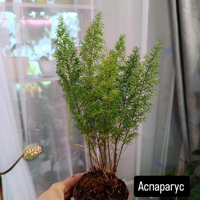 Продам комнатные цветы