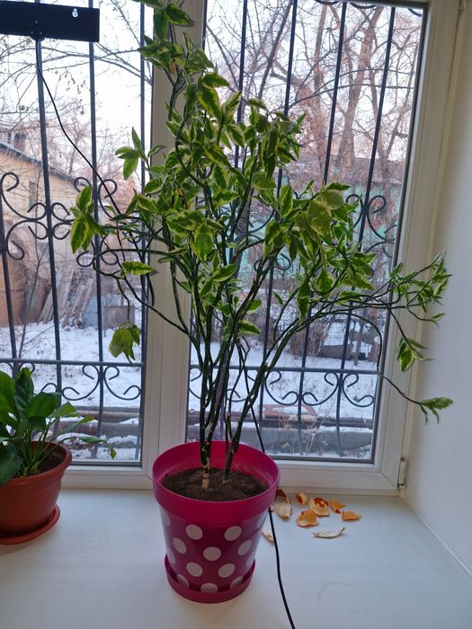 Комнатные цветы фикус и молочай