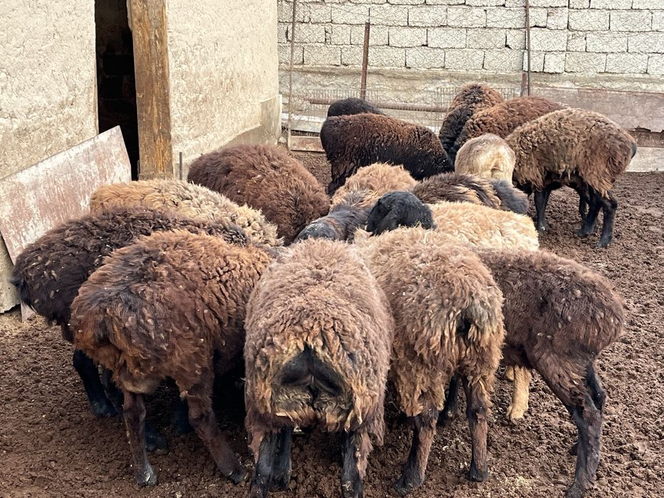 Семиз кошкарлар сатылады