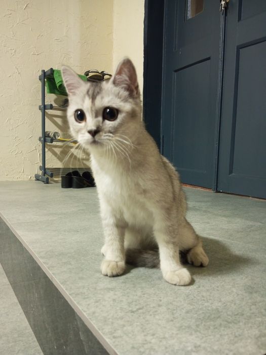 Британская серебристая шиншилла