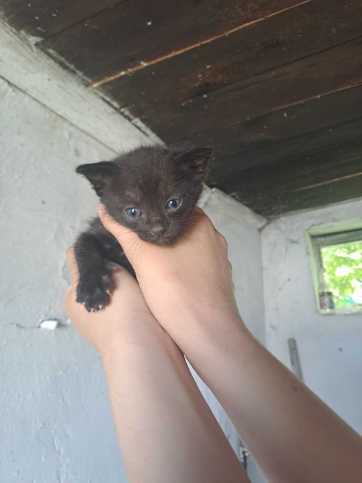 Котята бесплатно