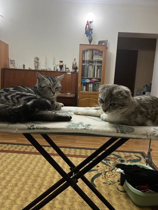 Котята вислоухие