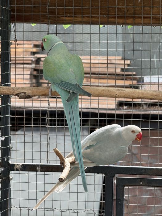 Perechi mature papagali micul alexandru