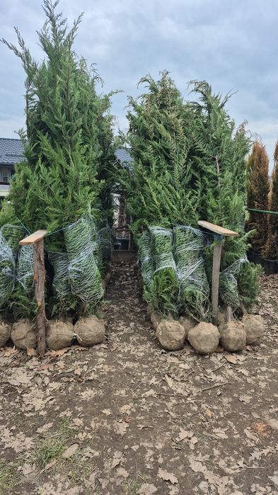 Thuia  leilandi plante