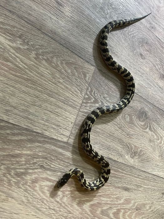 Домашний питомец змейка