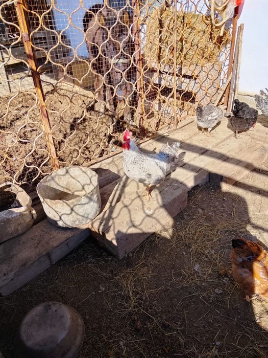 Продам петухов молодые годовалые