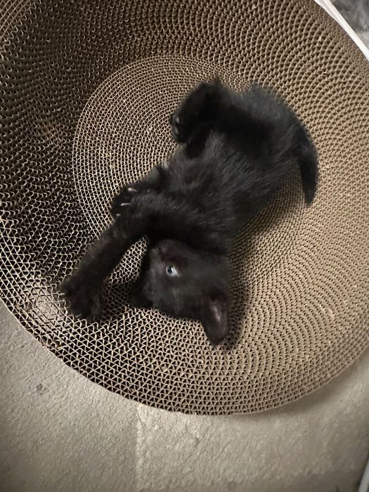 Котенок бесплатно