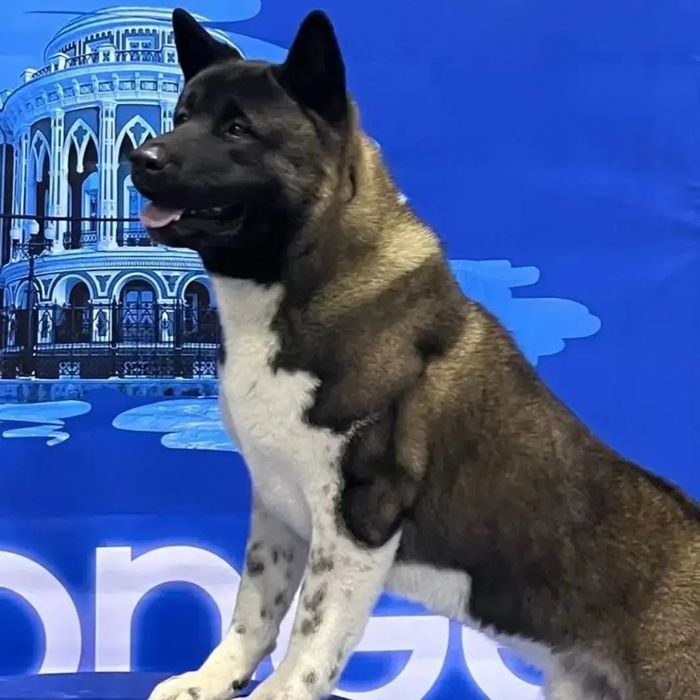 Щенки оболденные