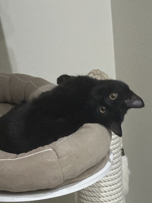 Кошечка ищет любящую семью