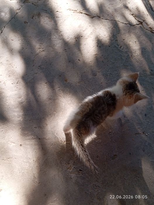 Котята два отдаём бесплатно