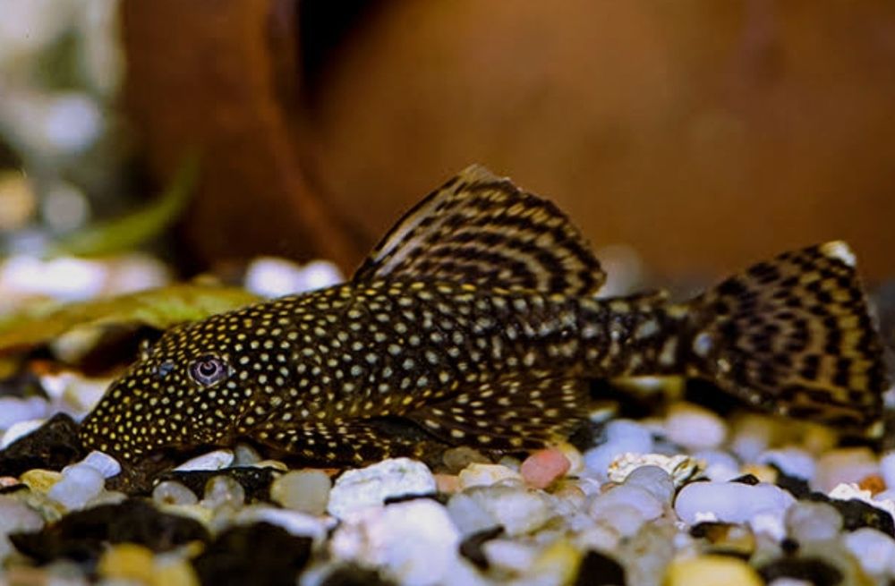 Парчовый сом, Птеригоплихт, 6см.