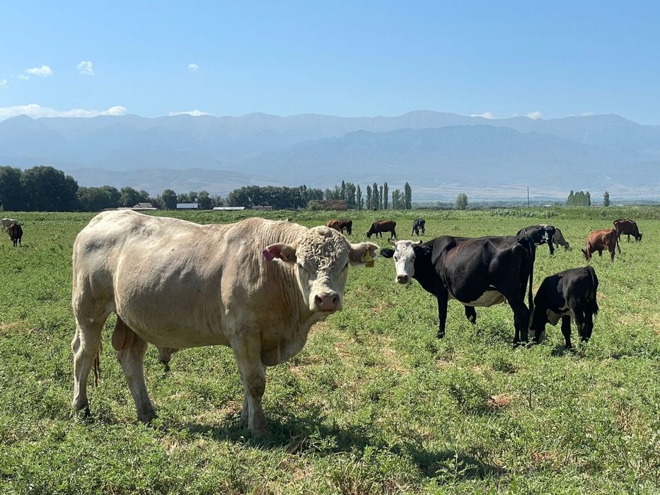 Продается Крестьянское хозяйство