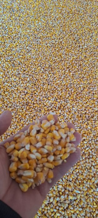 Vând grâu și porumb