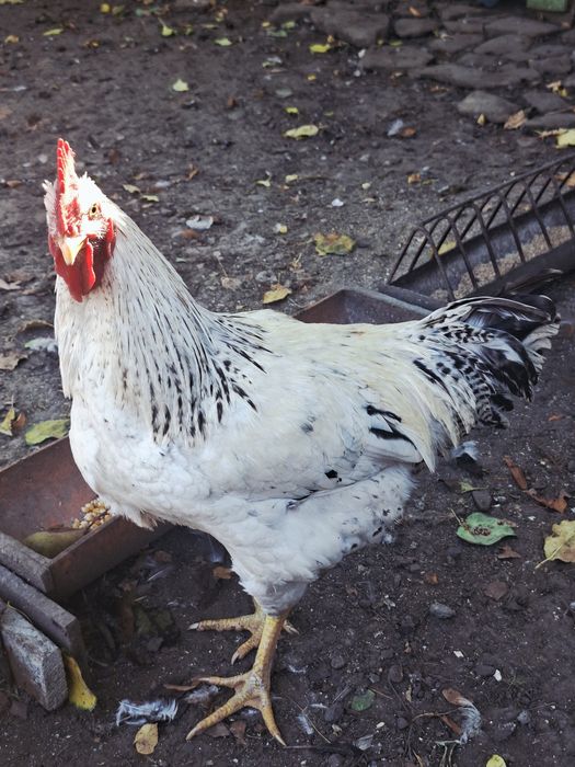 Cocosi tineri rasa mixta