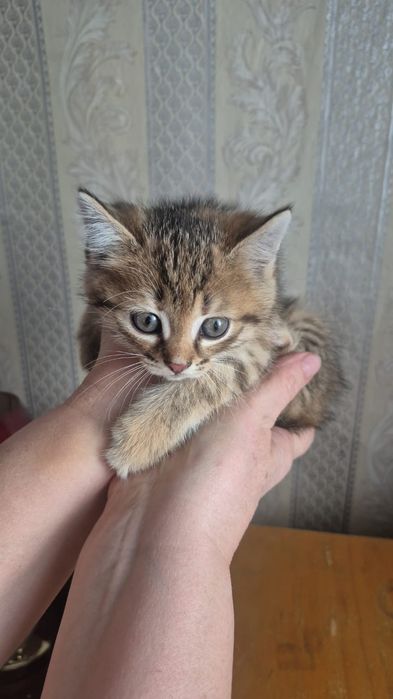 Отдам котят есть мальчики