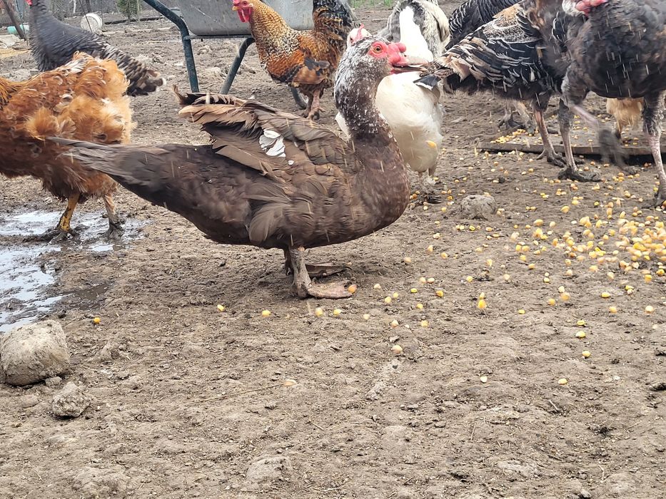Vând ce se vede în poze