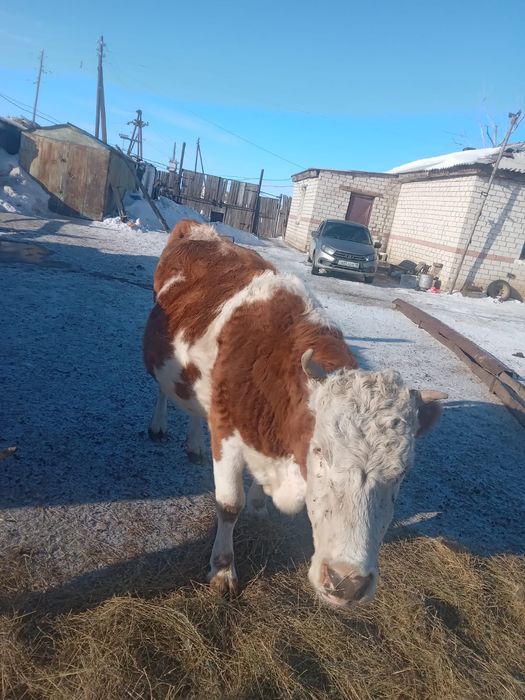 Семейде 40 шақырым қысыр сиыр