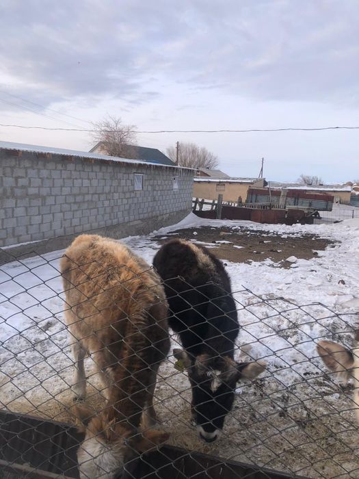 Продам телят молодых !