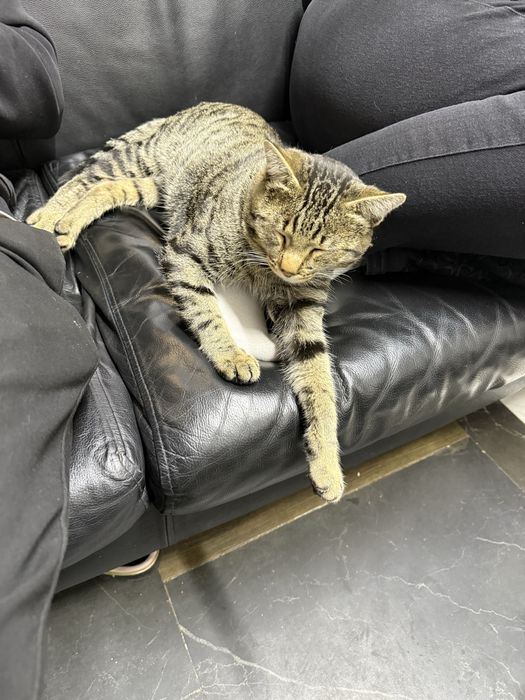 Отдам Кота в добрые руки