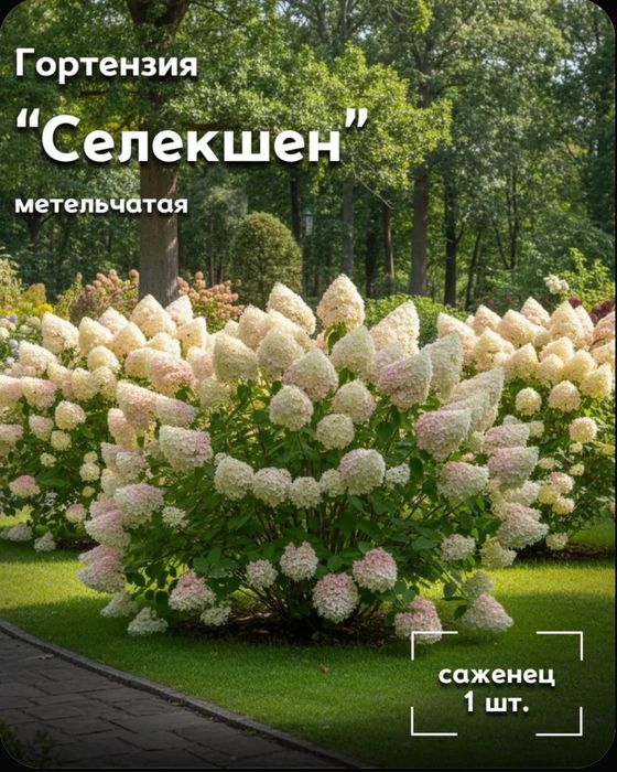 Гортензия Селекшен, саженец C2л