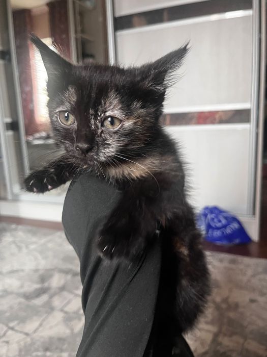 Котята мейнкун 2 месяцев