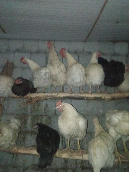 Продаётся куры домашние