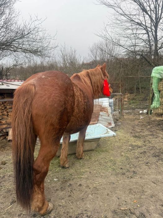 Vând cal. 0721zerozero1308