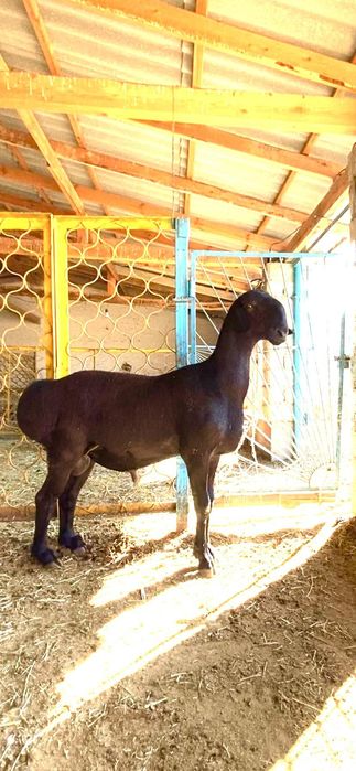 қошқар сатылады Жаркент қаласынан