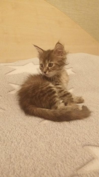 Отдам котенка