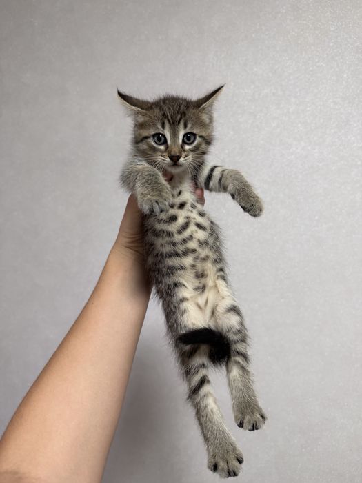Дарю котят 1,5 месяца