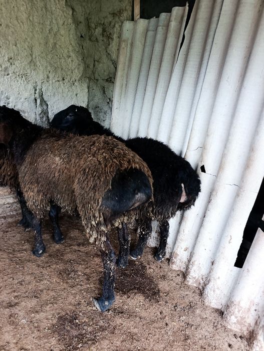 Кузи куйлар сотилади