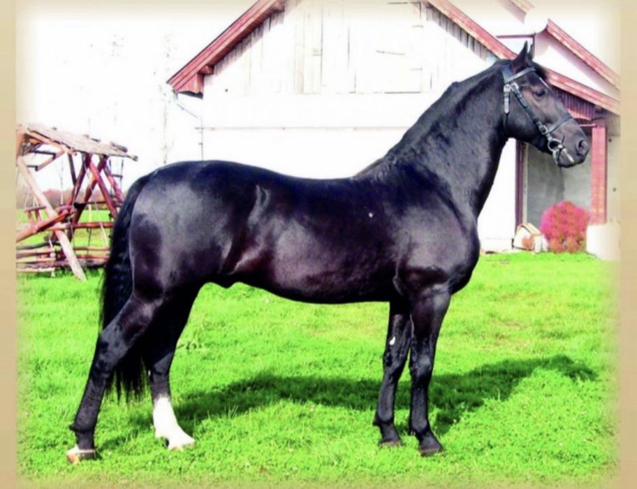 Iapa Lipițan de vanzare