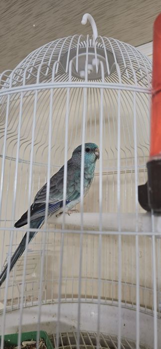 Певчий попугай синий самец