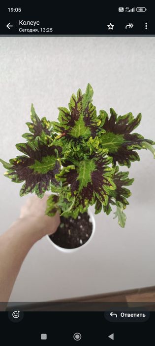 Комнатные растения