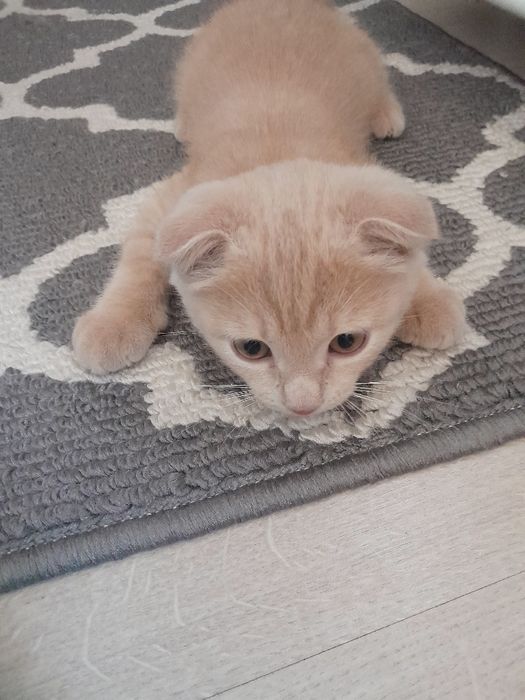 Scottish Fold mushukcha (erkak). Котенок  мальчик, скотиш-фолд,