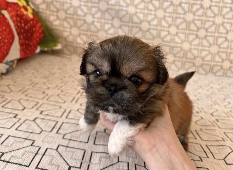 Продадим щенков пекинесов